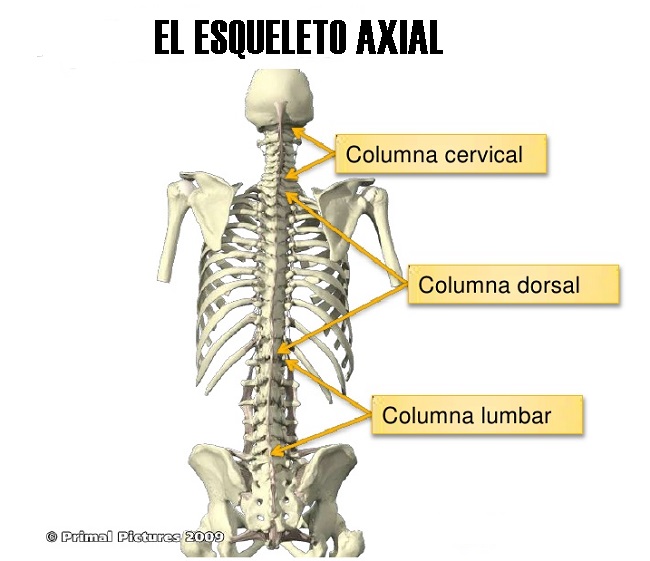 Qu Es El Esqueleto Axial Qu Es El Esqueleto Axial