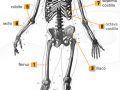 Cuáles son los huesos más largos del esqueleto humano