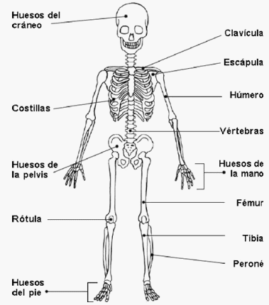 Partes del esqueleto humano