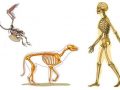 Diferencia entre el esqueleto humano y el animal