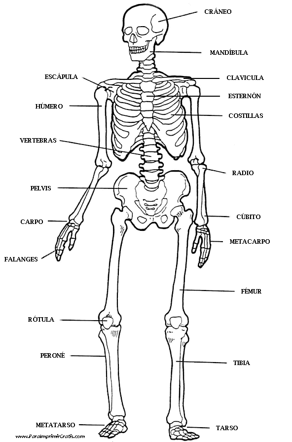 Imágenes del esqueleto humano para colorear