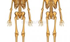 ¿Qué cantidad de fósforo contiene el cuerpo humano?