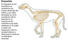 Características del esqueleto de los mamíferos