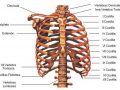 ¿Cuántas costillas tiene el esqueleto humano?