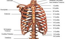 ¿Cuántas costillas tiene el esqueleto humano?