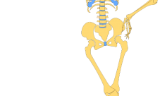 ¿Cuánto pesa el esqueleto humano?