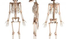 ¿Cuántos huesos tiene un recién nacido?