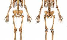 Datos curiosos acerca de los huesos humanos