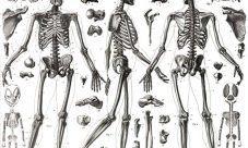 Descripción anatómica del esqueleto humano