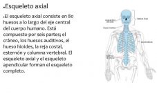 ¿Cuál es el eje central del esqueleto humano?