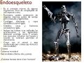 ¿Por qué el esqueleto humano es considerado como endoesqueleto?