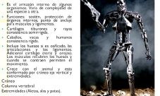 ¿Por qué el esqueleto humano es considerado como endoesqueleto?