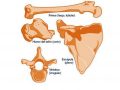 ¿Cuáles son las formas de los huesos del cuerpo humano?