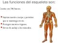 ¿Cuál es la función principal del esqueleto humano?