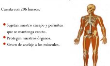 ¿Cuál es la función principal del esqueleto humano?