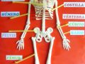 ¿Cómo hacer una maqueta del esqueleto humano?