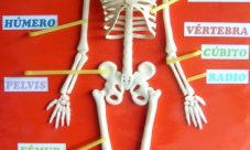 ¿Cómo hacer una maqueta del esqueleto humano?