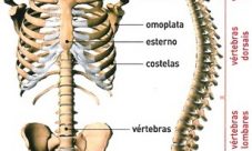 ¿Qué huesos forman el esqueleto del tronco?