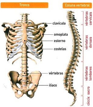 ¿Qué huesos forman el esqueleto del tronco?