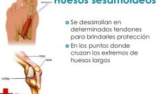 Huesos sesamoideos del cuerpo humano
