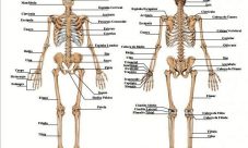 Imágenes del esqueleto humano con nombres