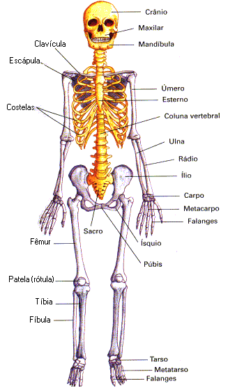 Imágenes del esqueleto humano con nombres