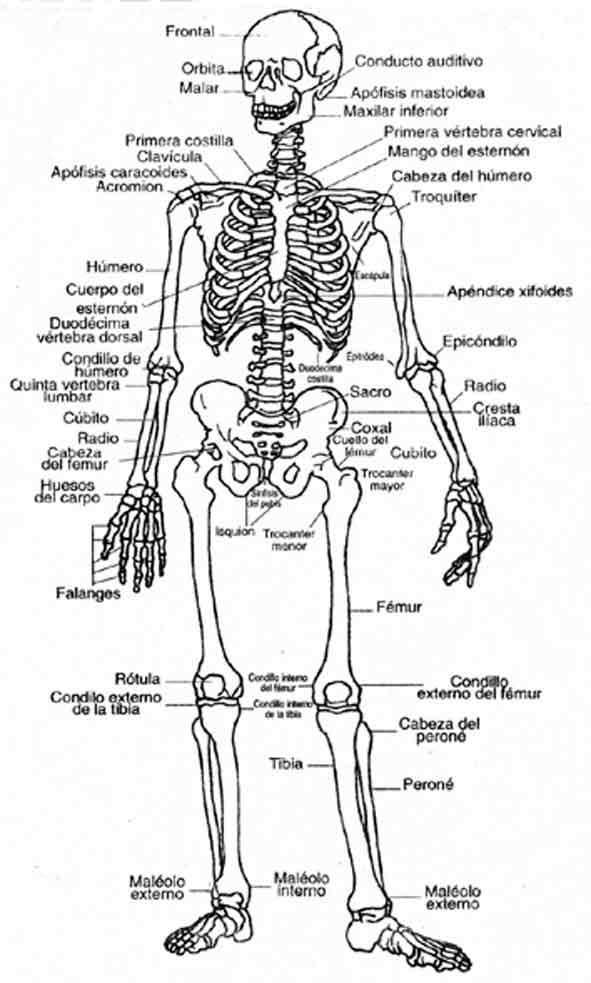 Imágenes del esqueleto humano con nombres