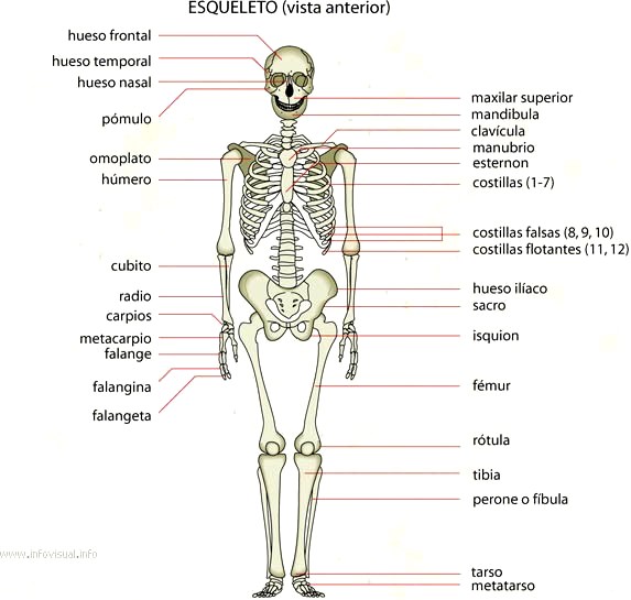 Imágenes del esqueleto humano para niños