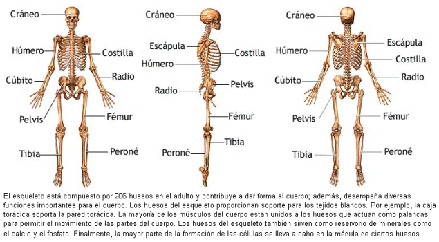 Importancia del esqueleto humano
