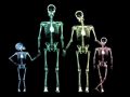 ¿Por qué los niños tienen más huesos que los adultos?
