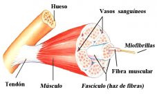 ¿Qué son los músculos esqueléticos?