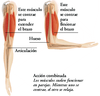 Relación entre músculos, huesos y articulaciones