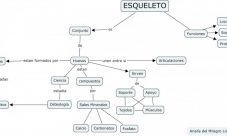 Cuadro sinóptico del esqueleto humano