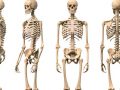 Características de los huesos