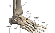 Huesos del pie