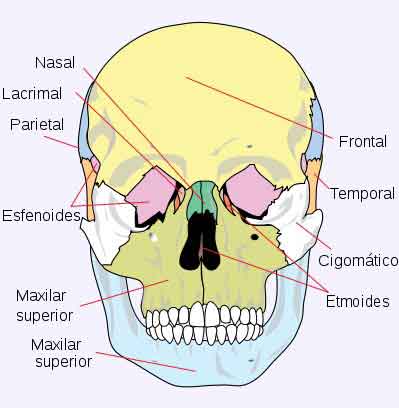 Huesos de la cara