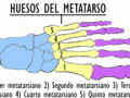 Los huesos del metatarso