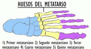 Los Huesos Del Metatarso Esqueleto Humano Los Huesos Del Metatarso Esqueleto Humano