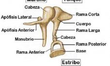 Huesos del oído